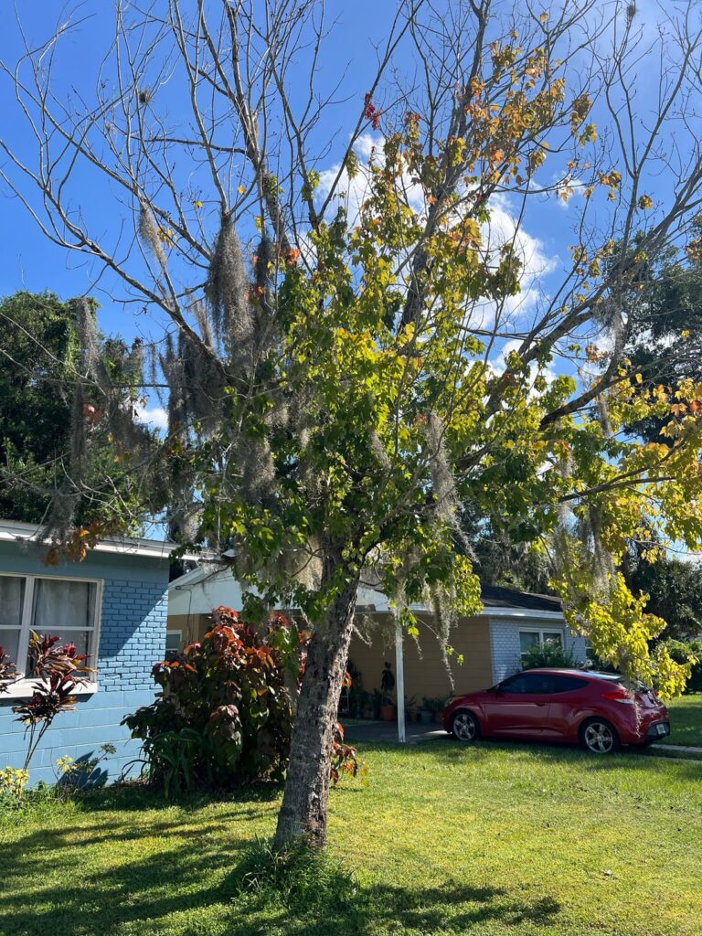 Just bought a house, is this tree in our yard diseased? What should we do?