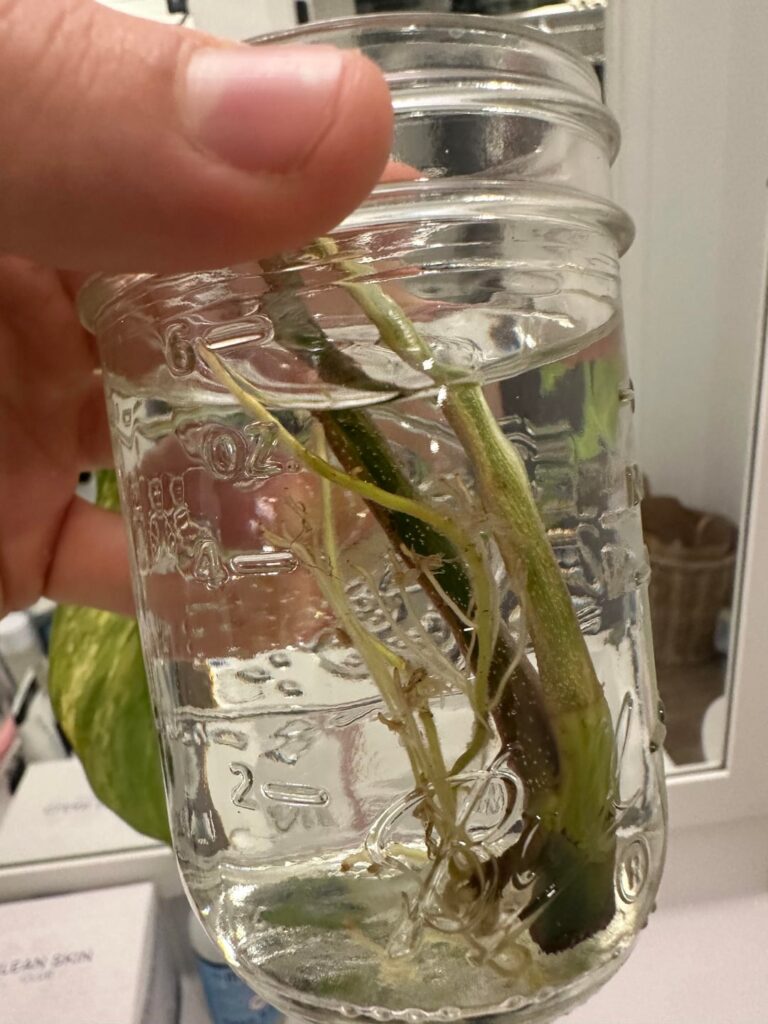 Am I doing this right? Are the roots okay? More questions below Am I doing this right? Are the roots okay? More questions below