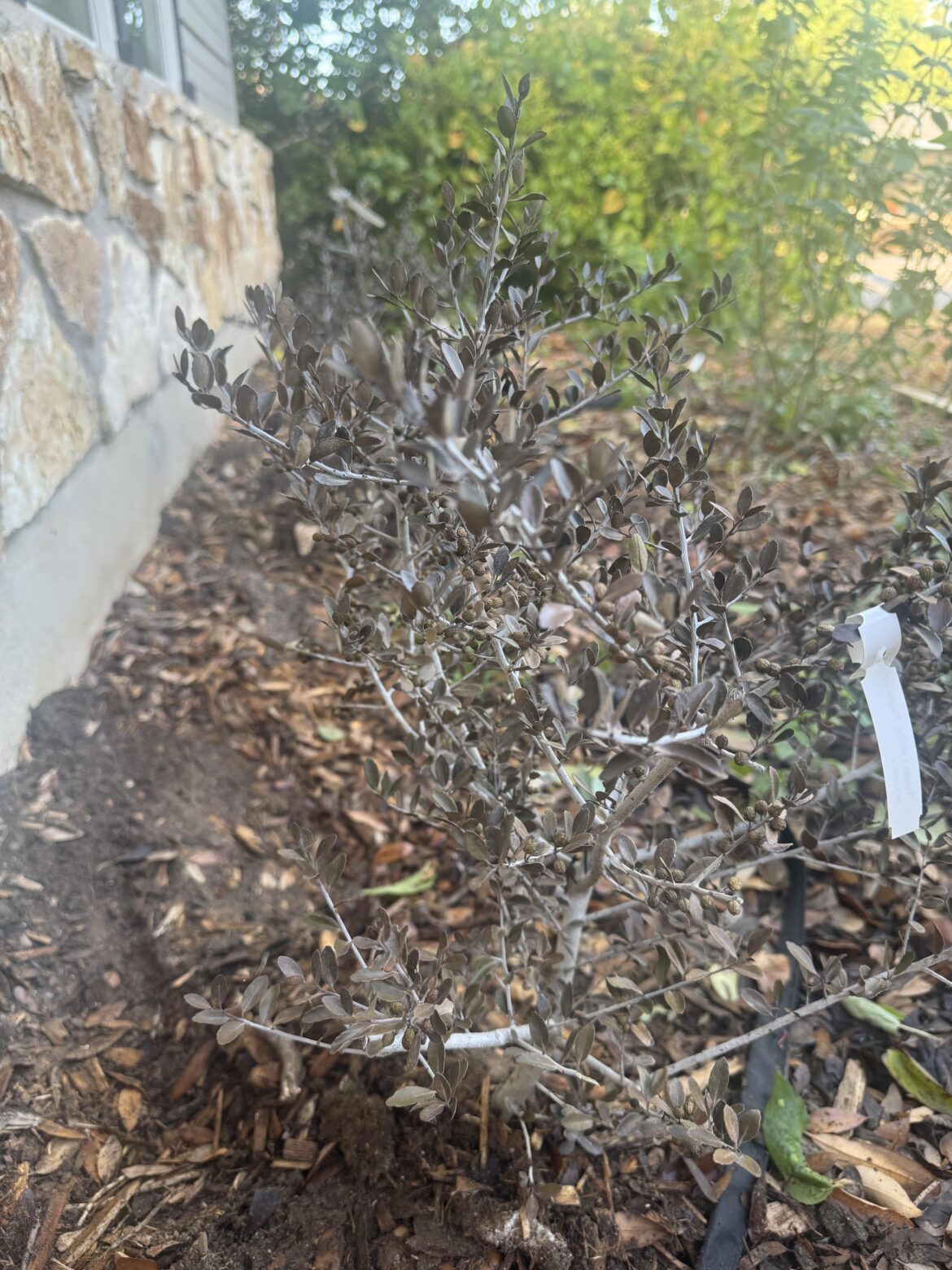 Can these Yaupon be saved?