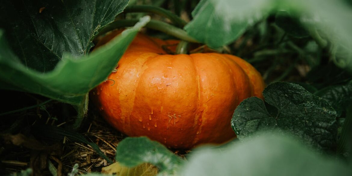 The Expert-Approved Guide to Growing Pumpkins in 2025