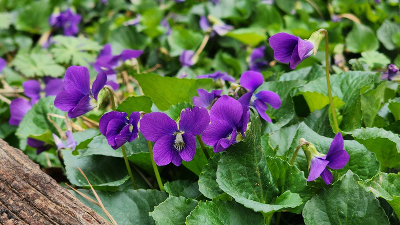 Common blue violets in bloom in garden