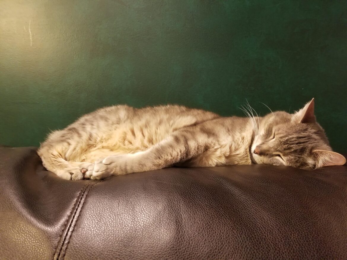 Cory status: 𝑐𝑜𝑛𝑘𝑒𝑑. | #SparklegleamFarm