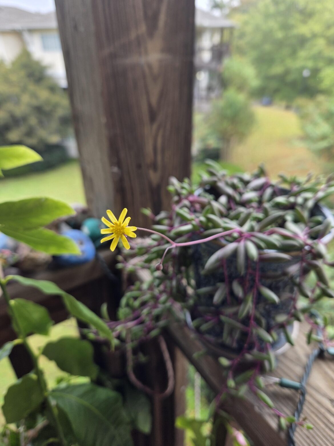 String of rubies flower