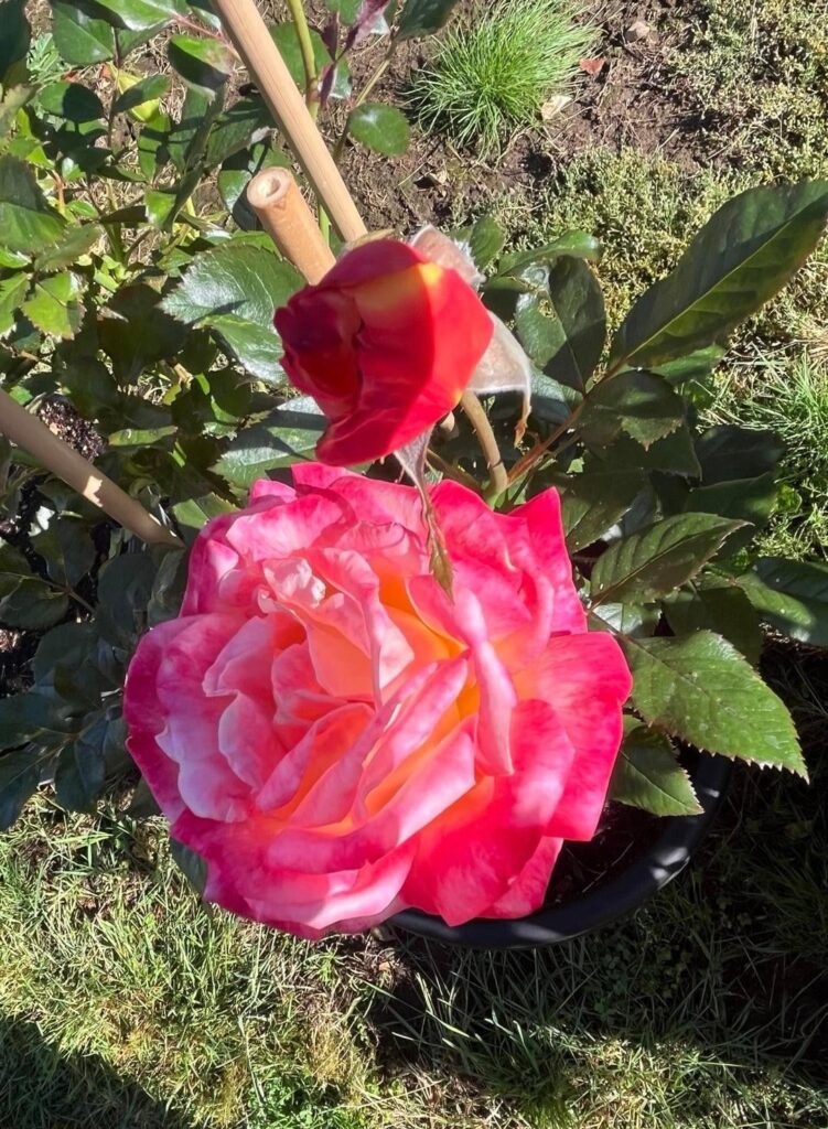 Enchanted Peace “Hybrid Tea”