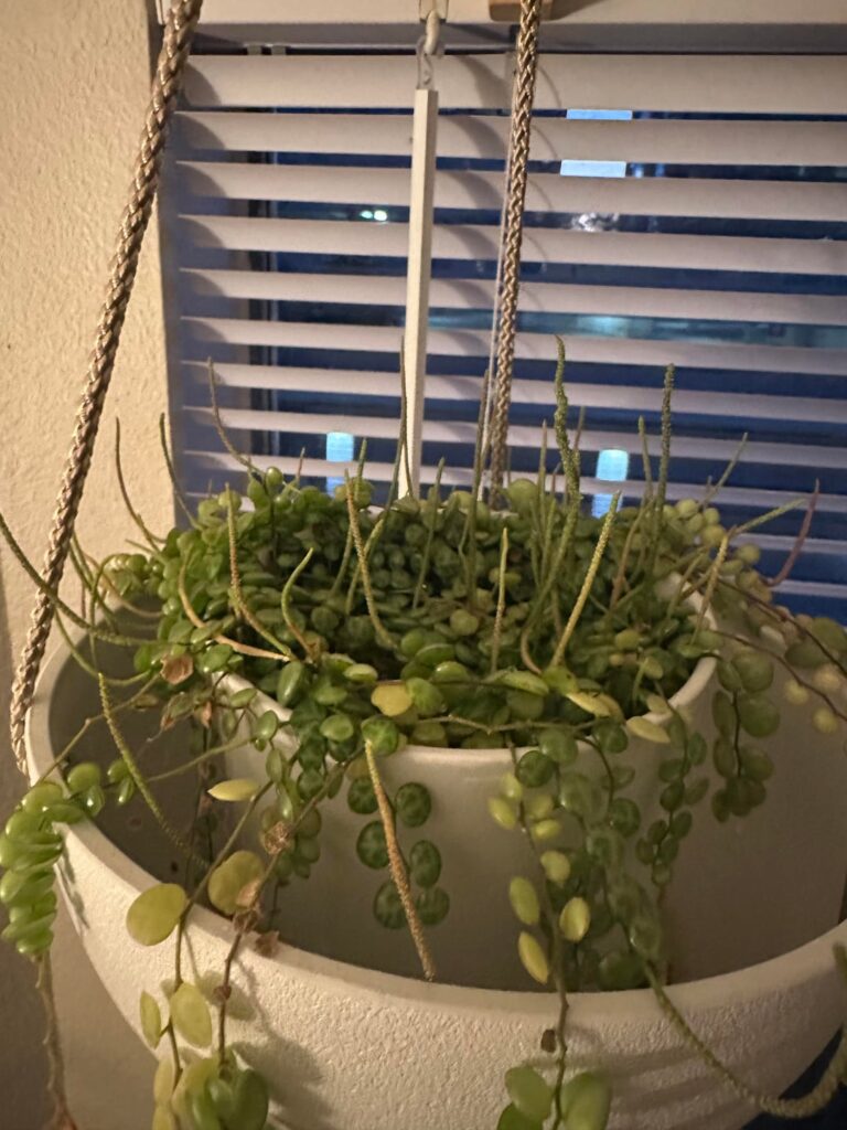 String of 🐢🐢🐢