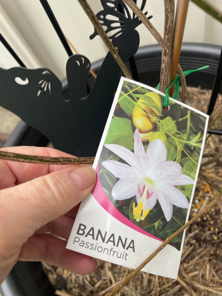 Passionfruit dying off. Why? Passionfruit dying off. Why?