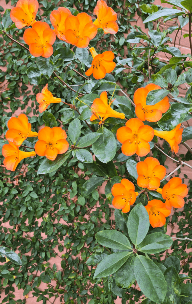 Walking around Francisco and passing these beauties. Anyone know what they are?