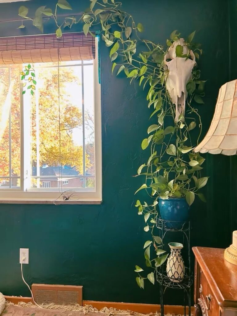 three years on & she’s turning my room into a forest haha three years on & she’s turning my room into a forest haha