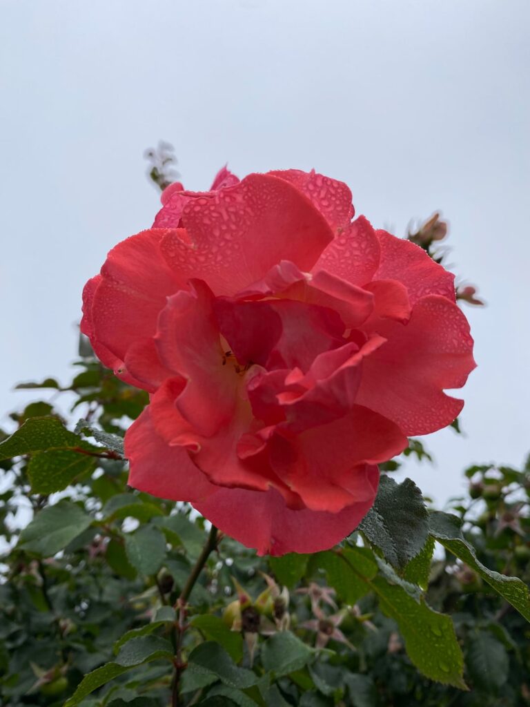 such beautifully coloured roses, aren’t they?