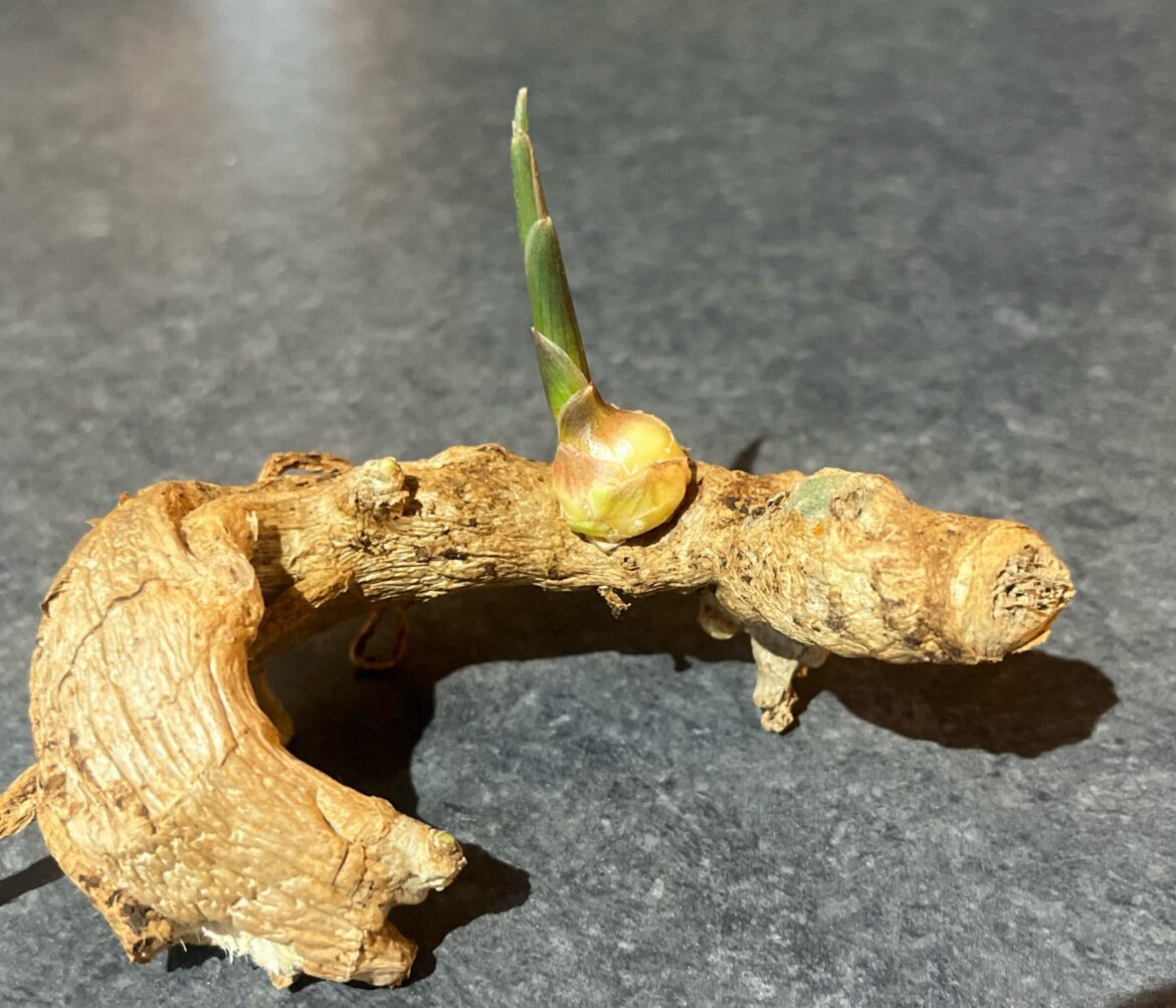 Growing ginger & turmeric in SEQ