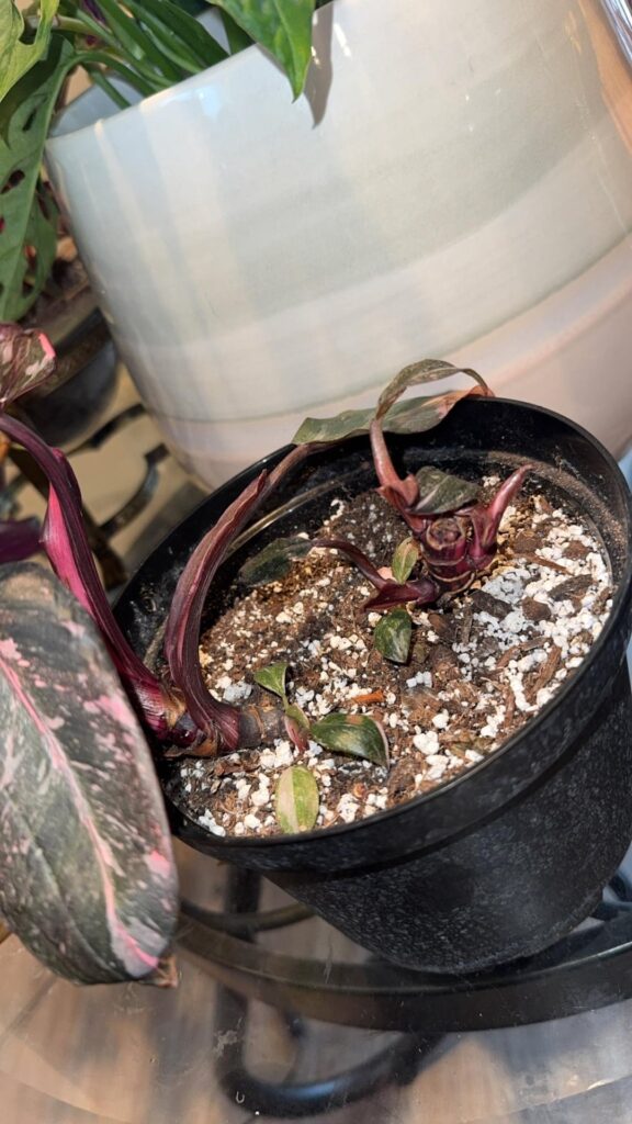 unpopular opinion- I HATE this plant😤