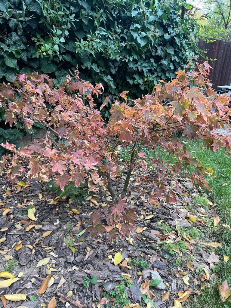 How to make a dwarf maple grow taller? How to make a dwarf maple grow taller?