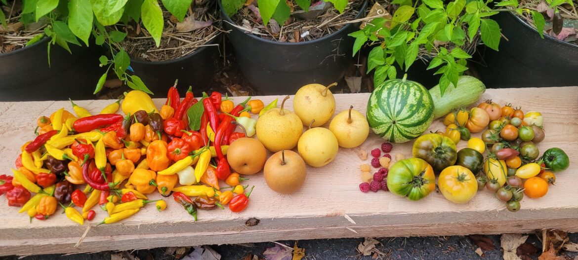 Late October Harvest Late October Harvest
