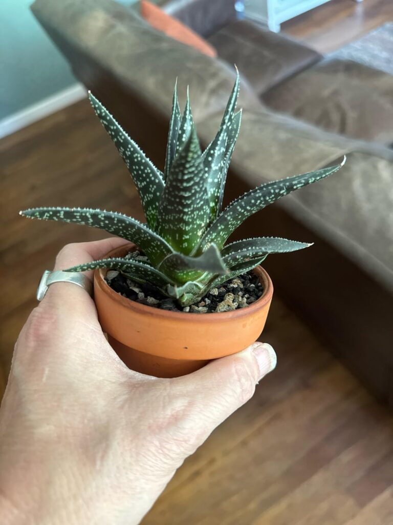 ID please