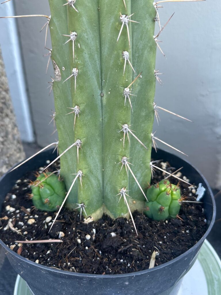 When to pull pups and what to do next