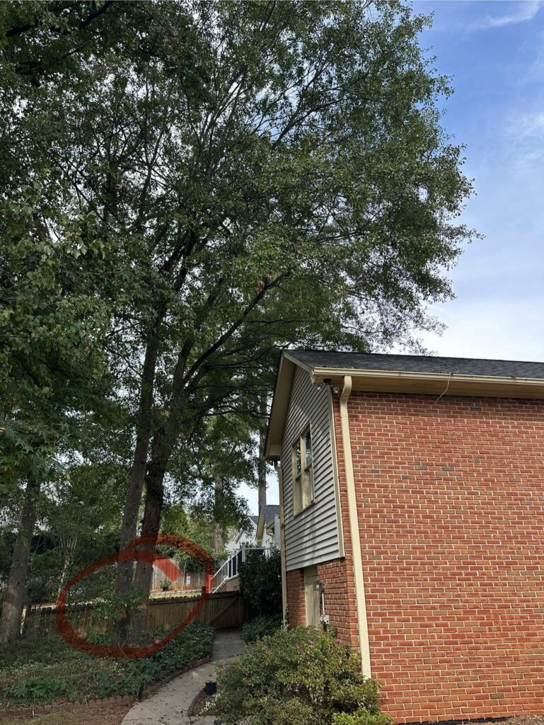 Cheap and Great “marked” a couple of trees for removal Cheap and Great “marked” a couple of trees for removal