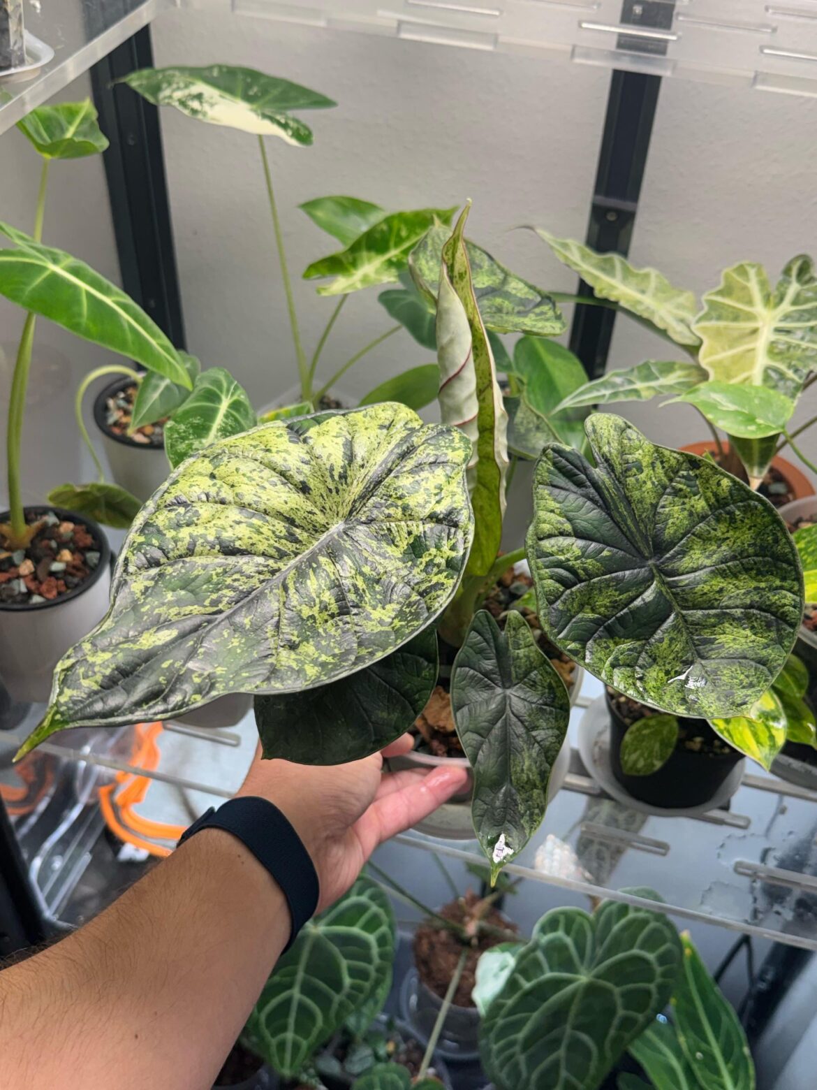 Dragon Scale Variegated