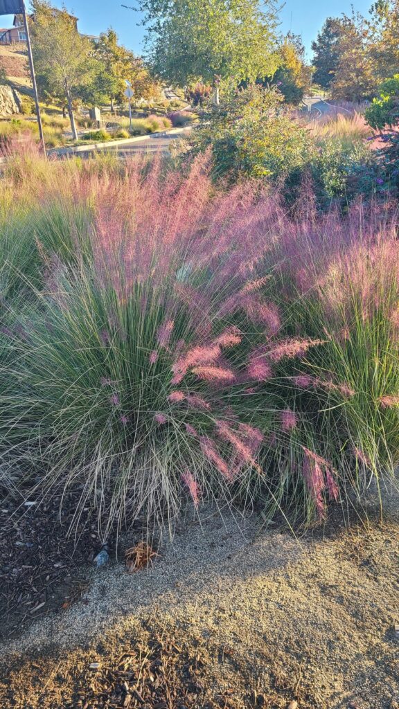 Anyone know what kind of grass this is? Anyone know what kind of grass this is?