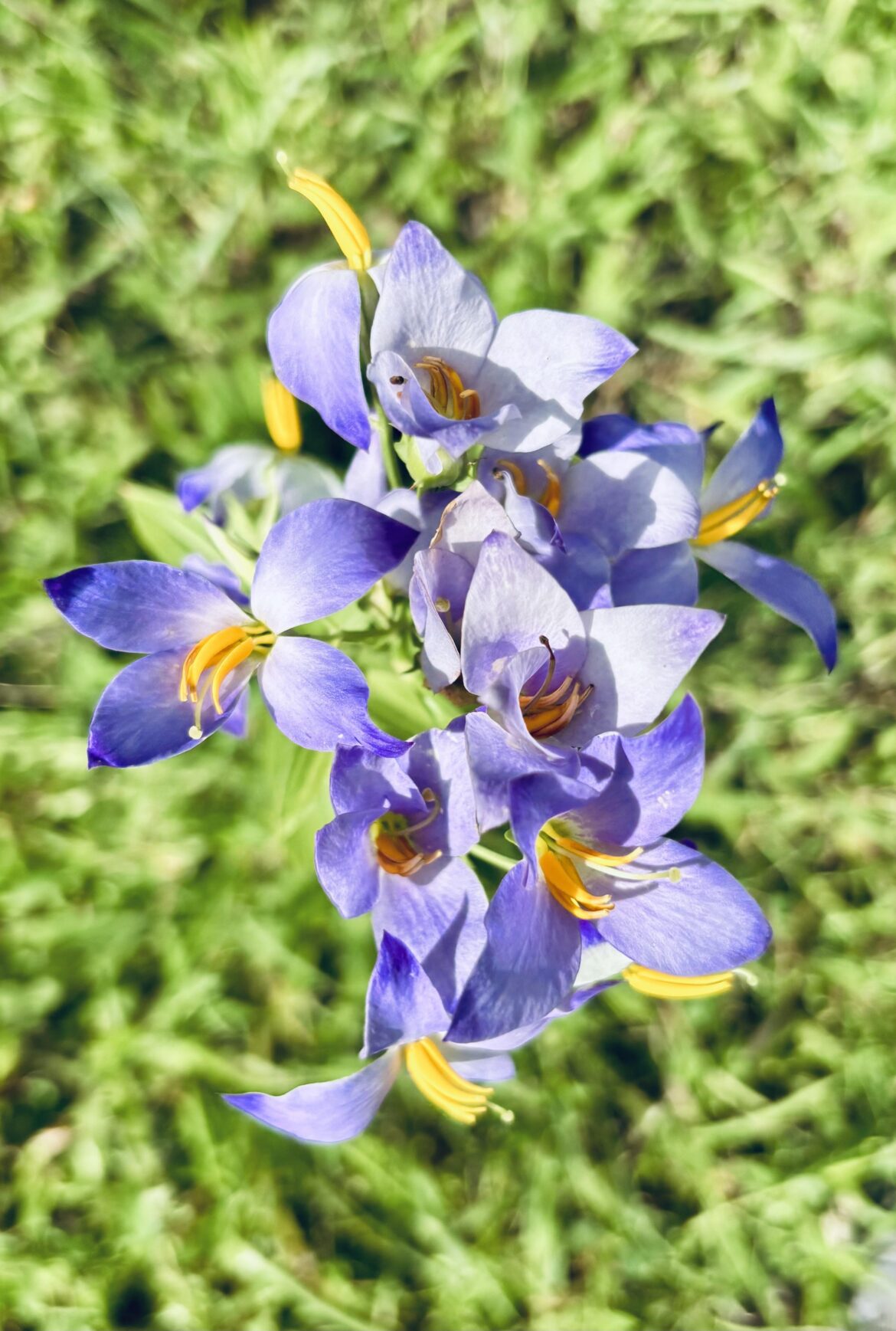 What is the name of the flower? I found it in the Western Ghats, India