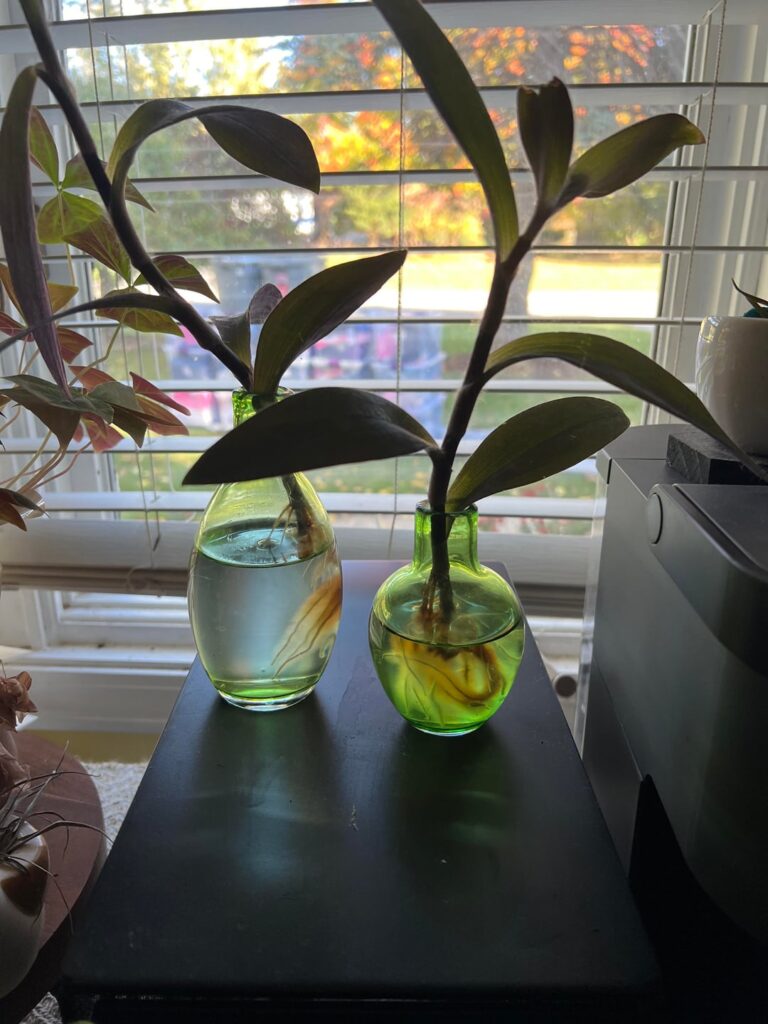 When should I put in soil?