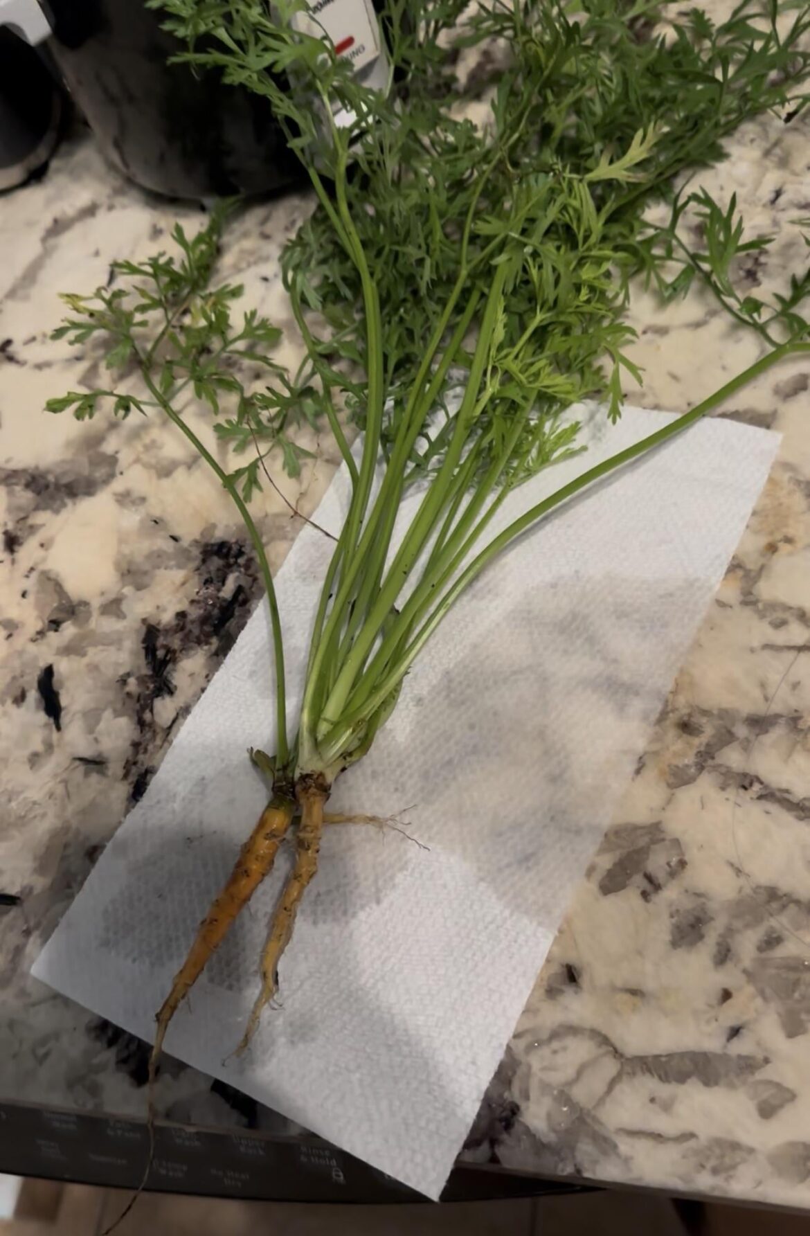 Raised bed soil so dense that root crops aren’t developing right Raised bed soil so dense that root crops aren’t developing right
