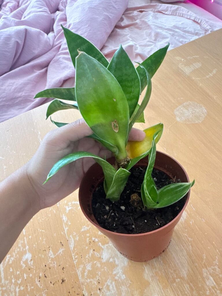 What happened? I slightly moved it and the whole thing broke off What happened? I slightly moved it and the whole thing broke off