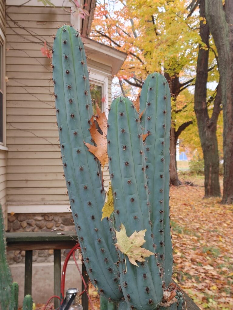 Para Puyu ( Collana Pichu x op ) fall vibes