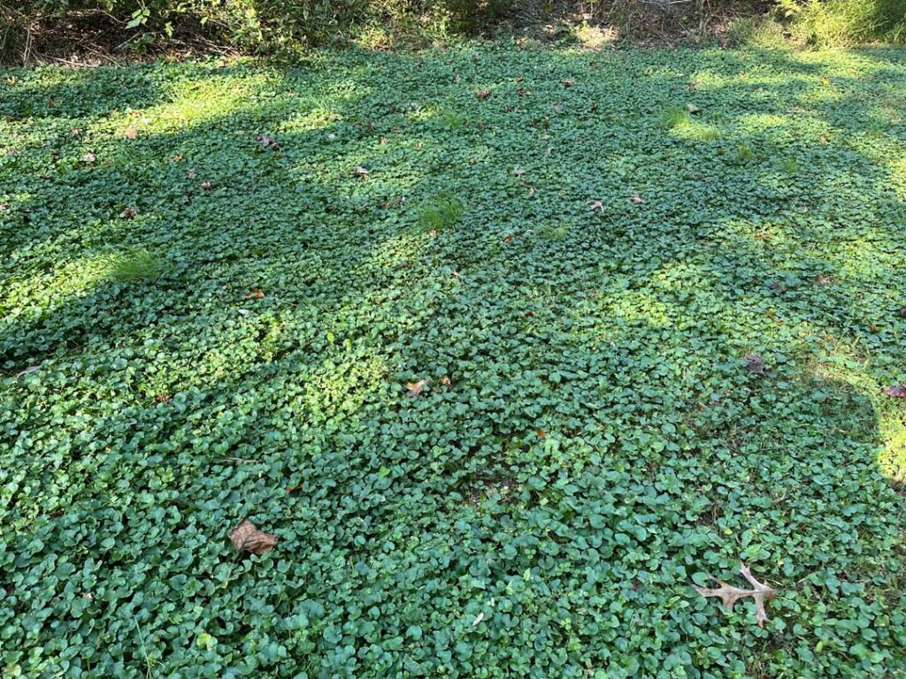 I let my back yard go rogue