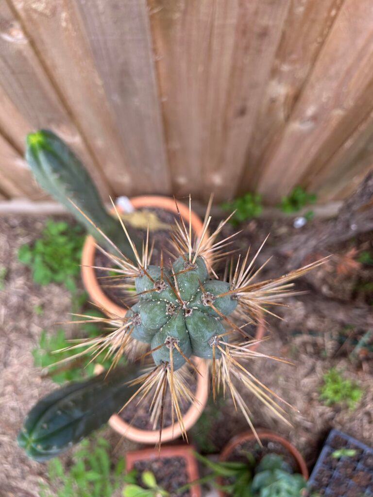 Anyone know about this clone?