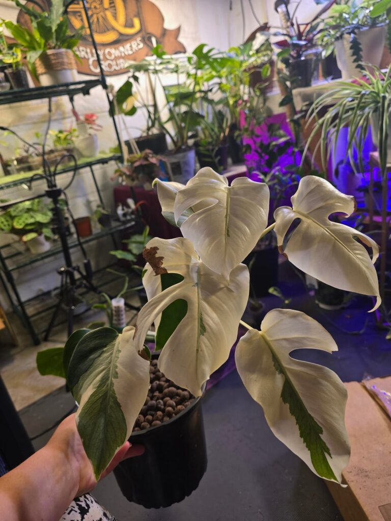 I have to chop her 😭