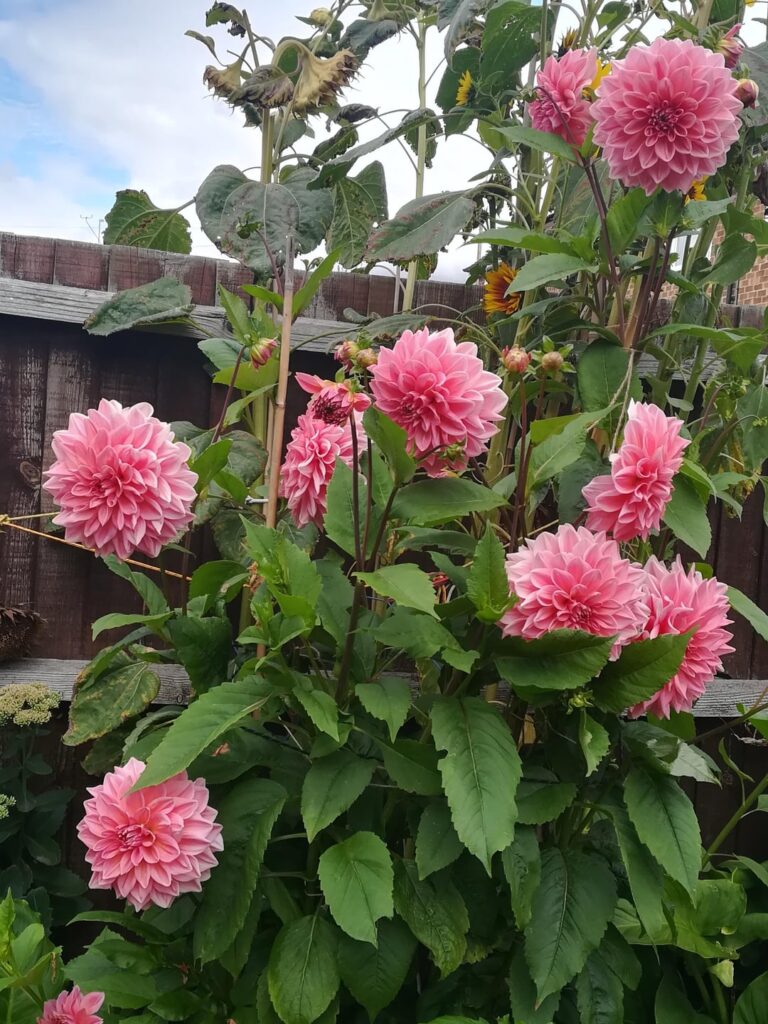 My Dahlia, They have done so well.