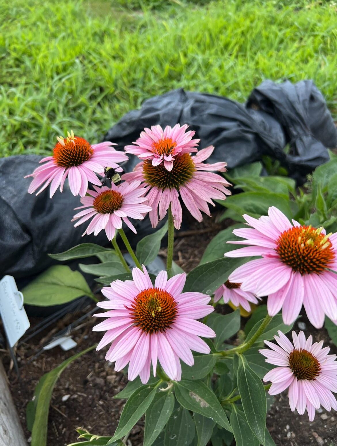 Old picture, but I always thought this was a cool case of aster yellows Old picture, but I always thought this was a cool case of aster yellows