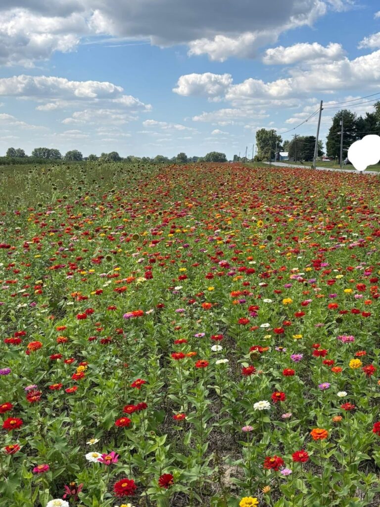Farmland not lawn, but local farm set aside farmland for (free!) u-pick flower fields Farmland not lawn, but local farm set aside farmland for (free!) u-pick flower fields