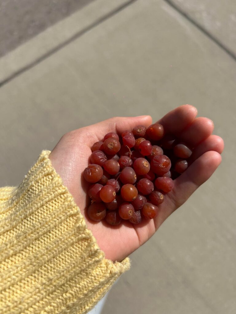 What are these? Everything I’m finding says crabapple but they’re so tiny and soft!!!