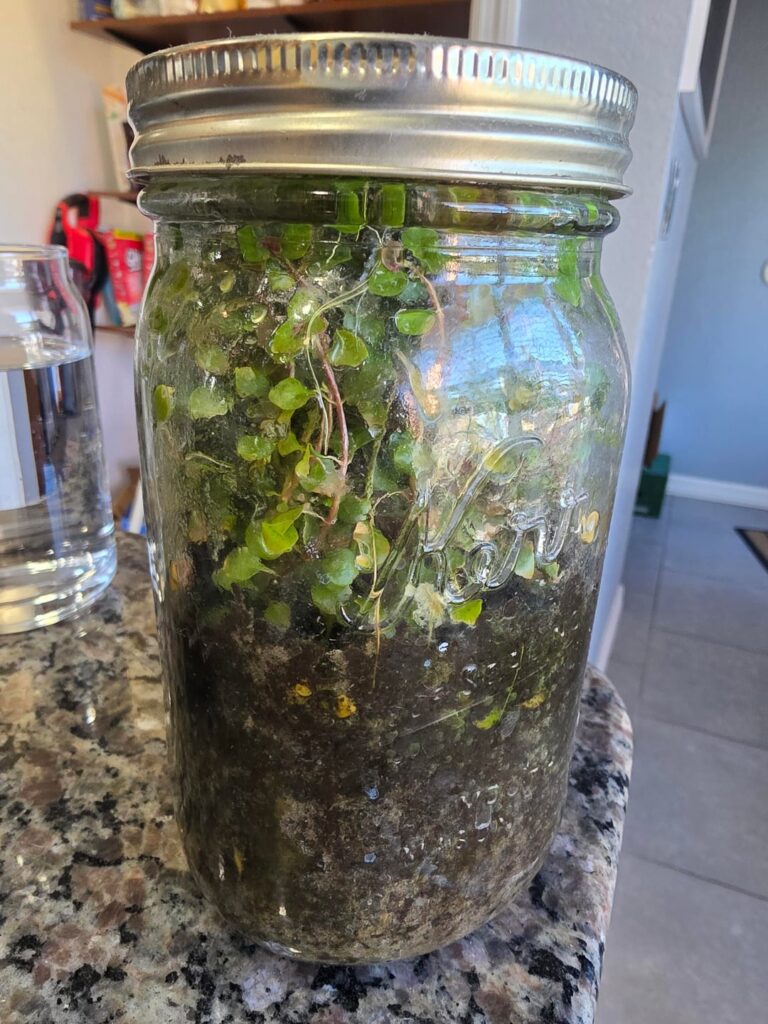 My 8 month old canal Jarrarium My 8 month old canal Jarrarium