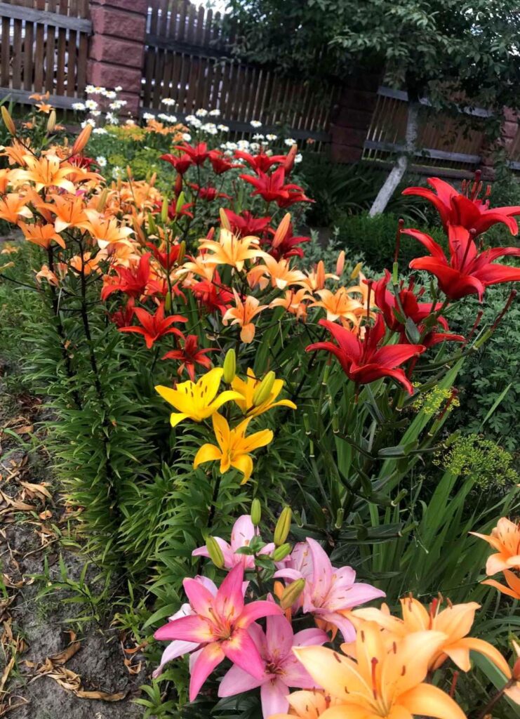 Lilies near my parents' house. We have this beauty thanks to my mom🥰
