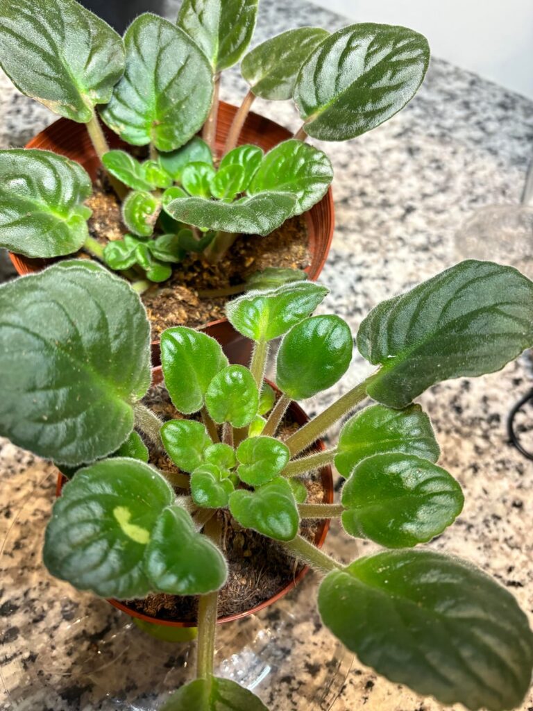Th these African violets will not bloom help me figure out why. I bottom water, but nothing. What am I doing wrong?