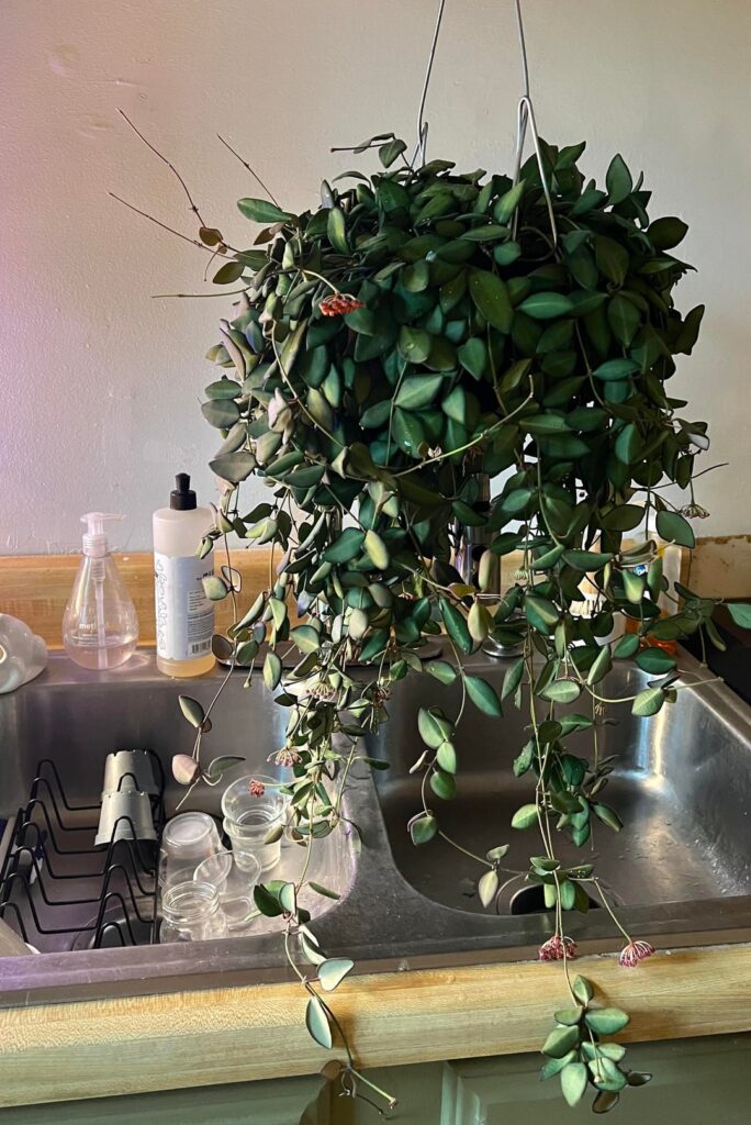 Hoya Sp. Aff. Burtoniae has been blooming for like 5 months now🫣 never thought I’d say this but… kind of getting annoying picking up the blooms everyday😅 one of my all time favorite Hoyas, even if it is “common” (ignore my messy sink, it was plant day, yall know) Hoya Sp. Aff. Burtoniae has been blooming for like 5 months now🫣 never thought I’d say this but… kind of getting annoying picking up the blooms everyday😅 one of my all time favorite Hoyas, even if it is “common” (ignore my messy sink, it was plant day, yall know)