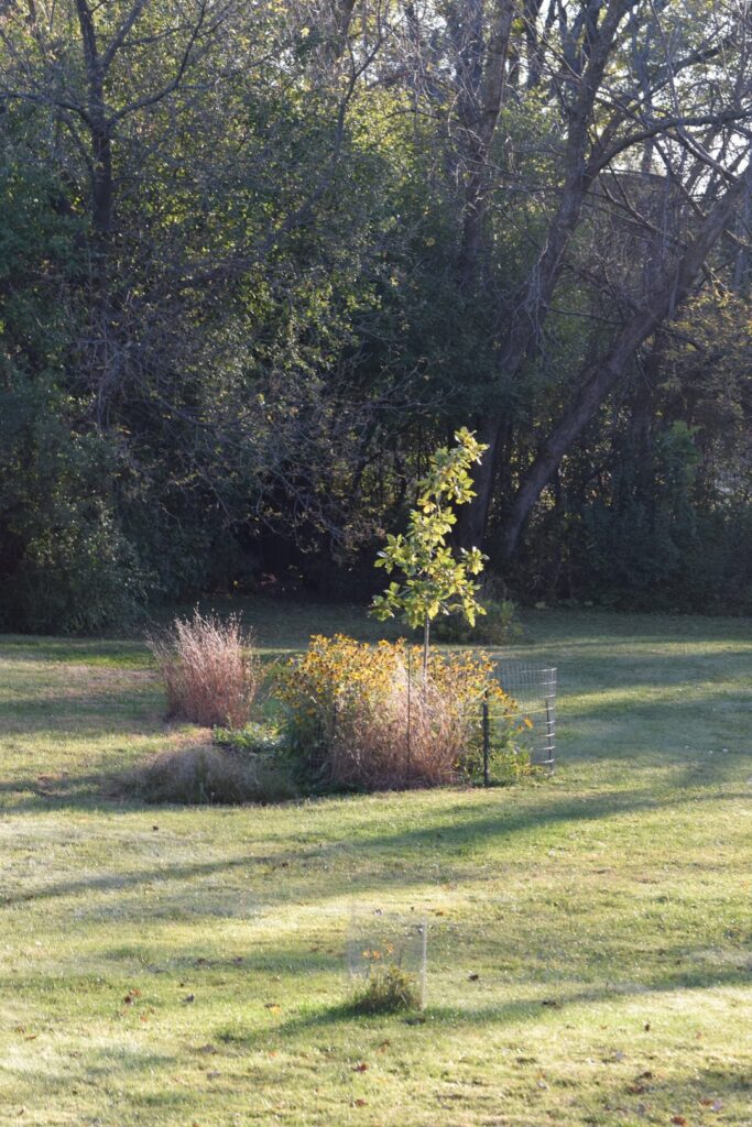 Ugly Garden Update Ugly Garden Update