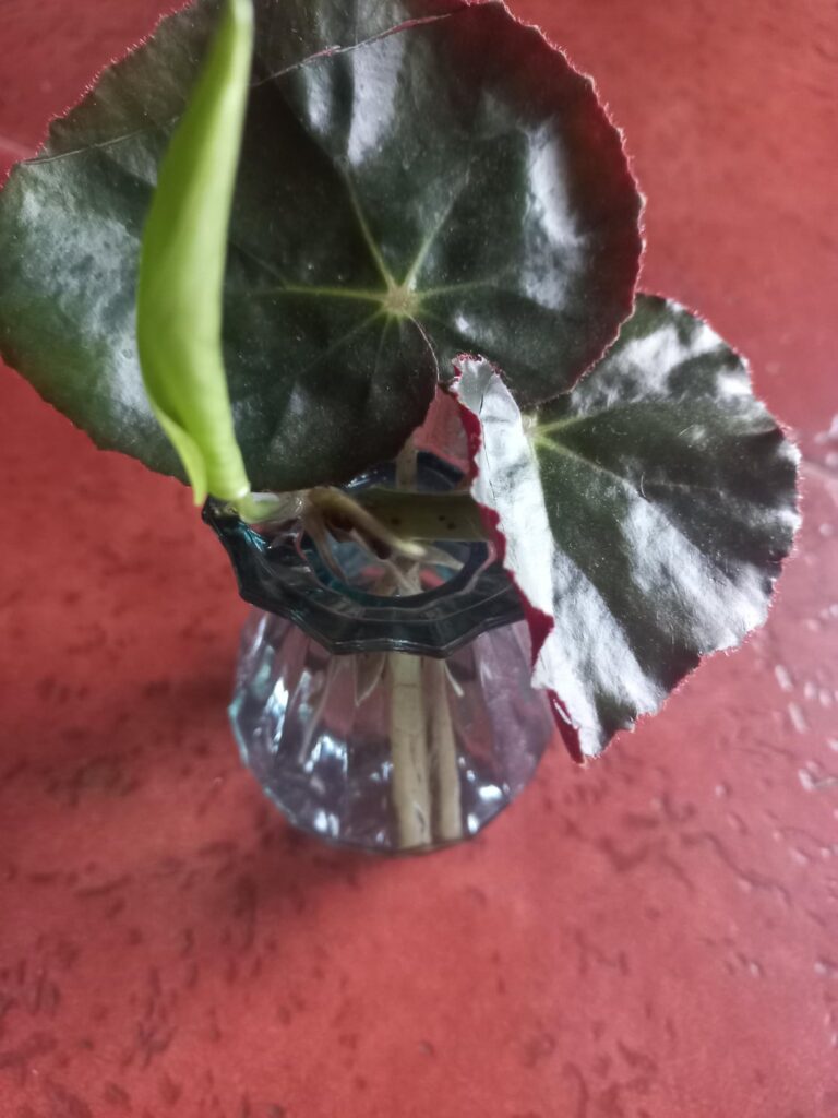 Found an amazing vase and my props are doing great