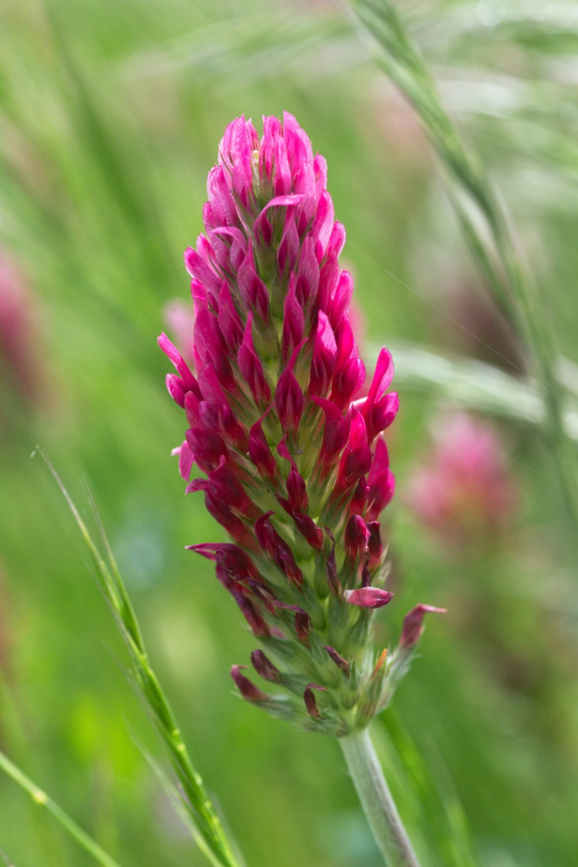 Gardening: What to plant now to improve your garden next year