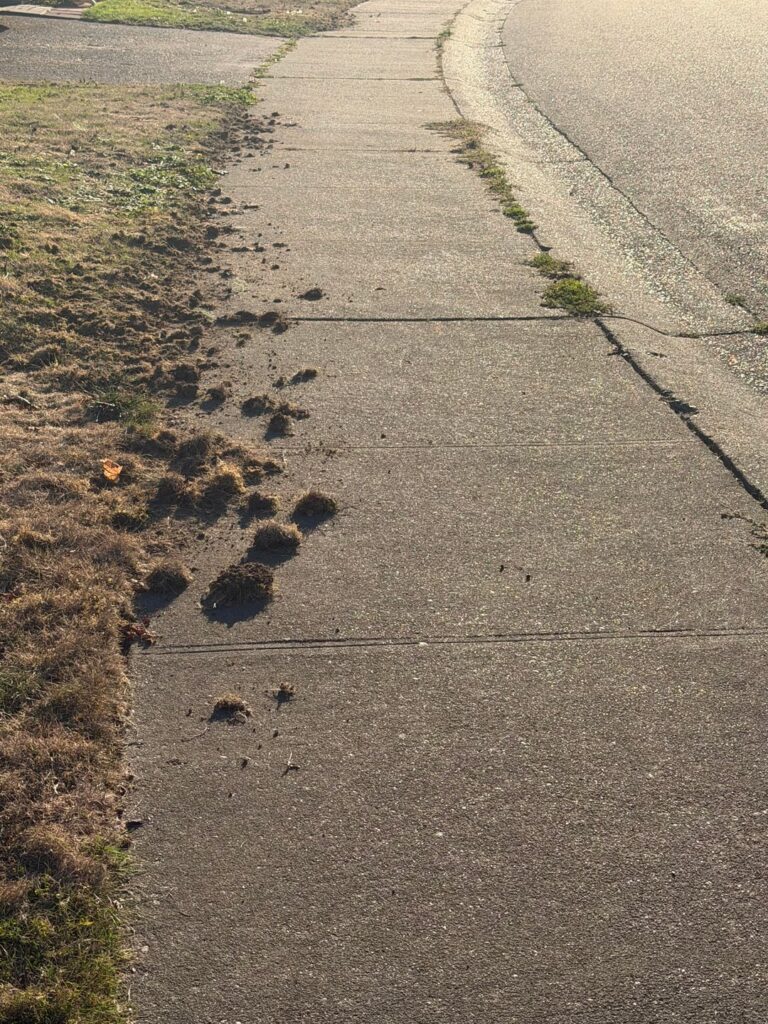 What could be doing this to an entire neighborhoods lawn edges?