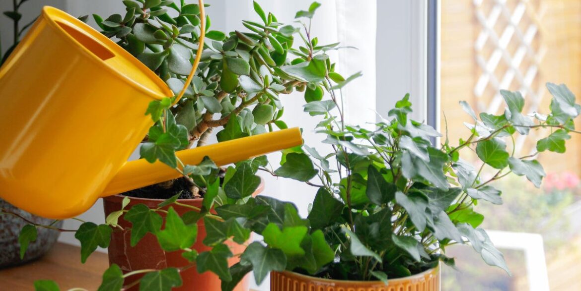 When Is the Worst Time to Water Your Plants? Experts Weigh In When Is the Worst Time to Water Your Plants? Experts Weigh In