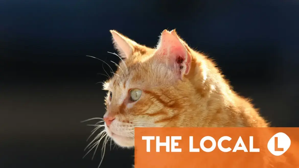 Frenchwoman fined €1,250 for cat visiting the neighbour’s garden Frenchwoman fined €1,250 for cat visiting the neighbour's garden