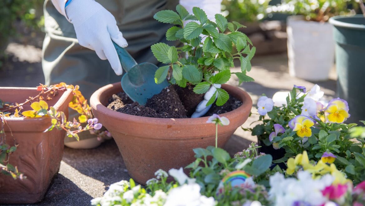 Gardener shares money-saving hack using common kitchen scraps: ‘Did not know this’ Commenters were delighted.