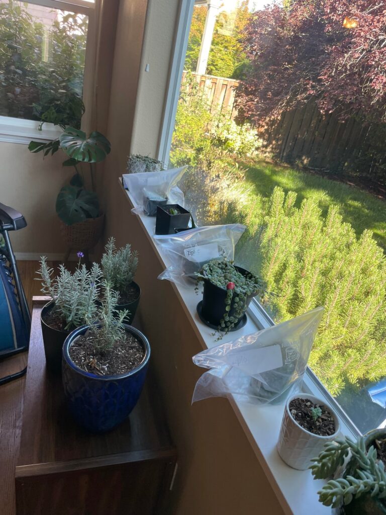 Downstairs Indoor Garden