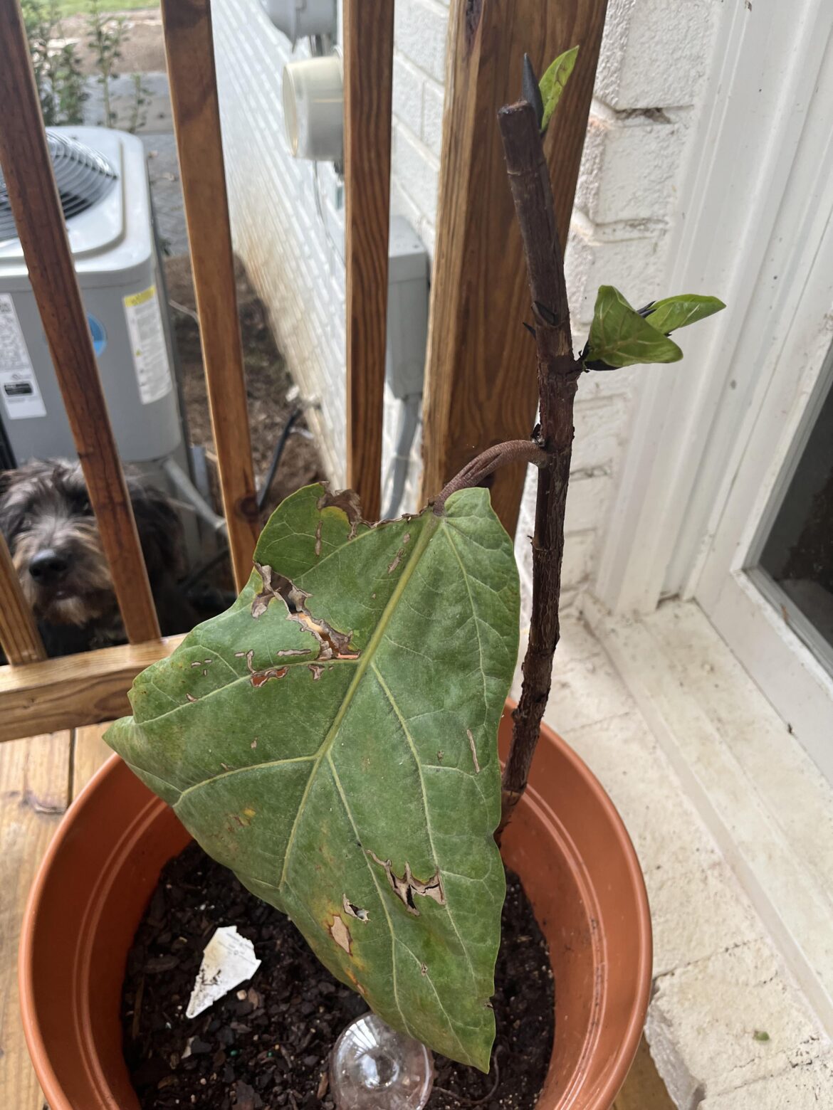 Coolest temps FLF can handle? Coolest temps FLF can handle?
