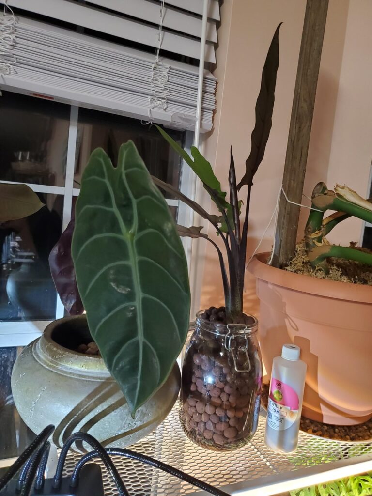 My humble alocasia collection! My humble alocasia collection!