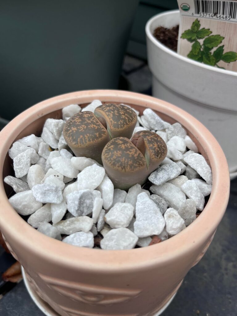 Twins are blossoming?!