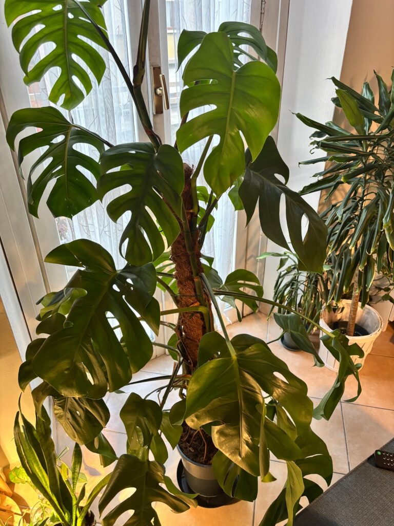 Should I repot my monstera? Should I repot my monstera?